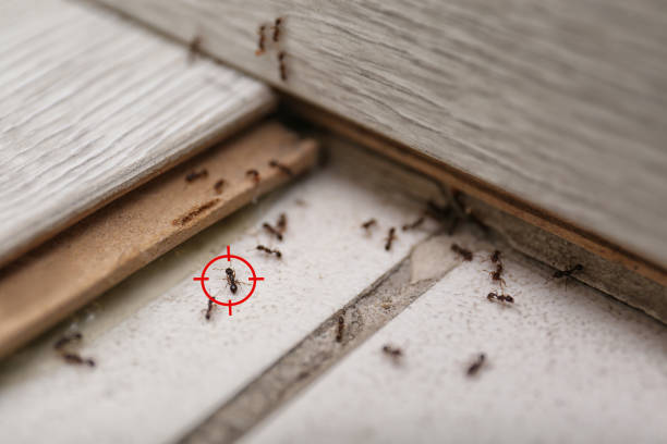 Best Best Pest Control Companies  in Nett, MO